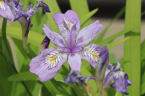 ヒメシャガ ヒメシャガ,花の写真,紫色の花の写真素材