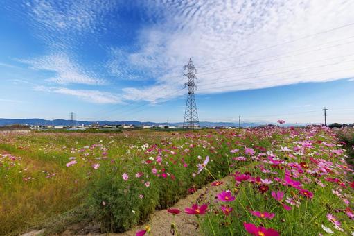 Cosmos in full bloom, JPG