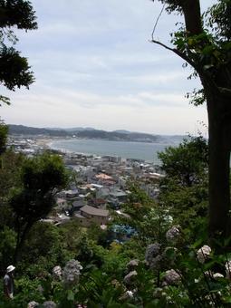 長谷寺のアジサイ園から逗子方面を望む 長谷寺のアジサイ園から逗子方面を望む 風景,景観,景色の写真素材