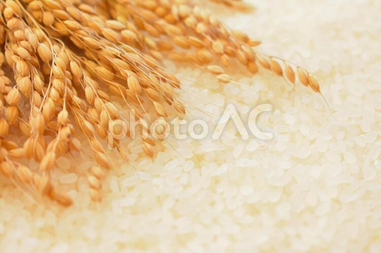 稲とお米 お米,収穫,秋の写真素材