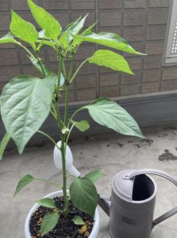 家庭菜園2 家庭菜園,ベランダ菜園,ピーマンの写真素材