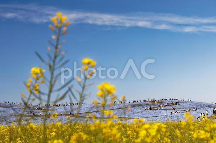 菜の花とネモフィラ ネモフィラ,春,景色の写真素材