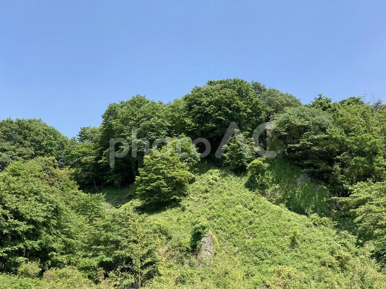 岩に生い茂る草木たち 岩,大谷石,草の写真素材
