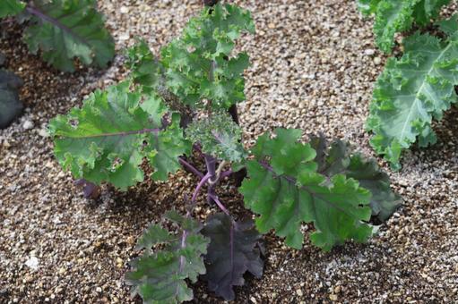 緑の葉のサラダケールの苗の植わっている畑 緑の葉のサラダケールの苗の植わっている畑 緑,葉,サラダケールの写真素材