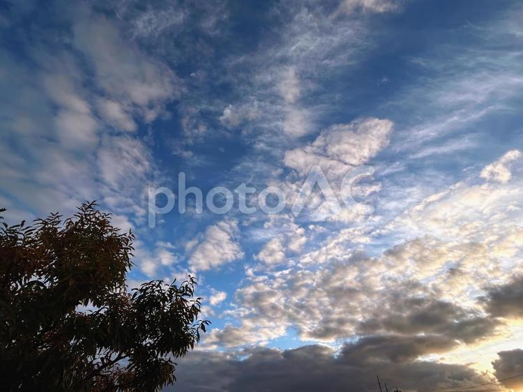 木の向こうに広がる夕空 空,そら,雲の写真素材