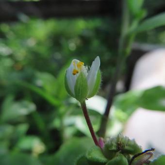 トキワツユクサ(常磐露草) トキワツユクサ(常磐露草)の写真