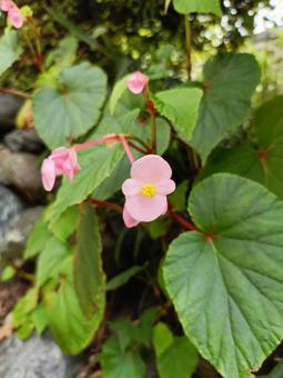 秋を告げるシュウカイドウの写真