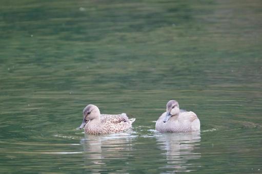 オカヨシガモ オカヨシガモ,観察,鳴くの写真素材