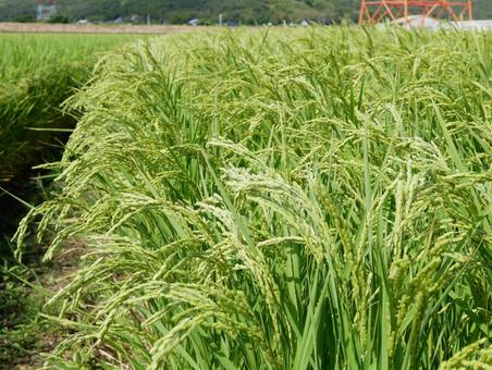 稲穂 ear of rice 稲穂 ear of riceの写真