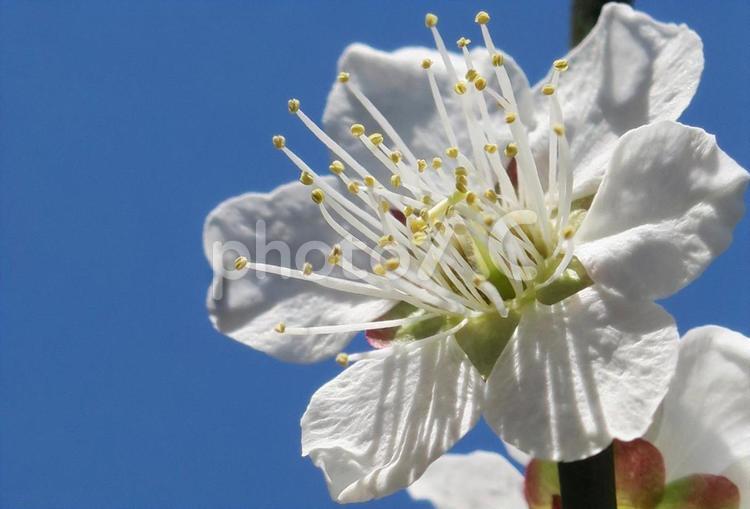 白梅 梅,白,白梅の写真素材