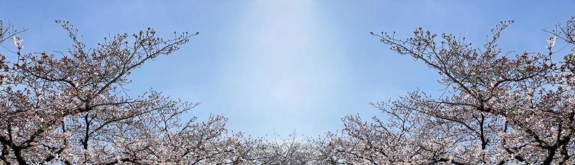 春の桜 背景素材 春の桜 背景素材の写真