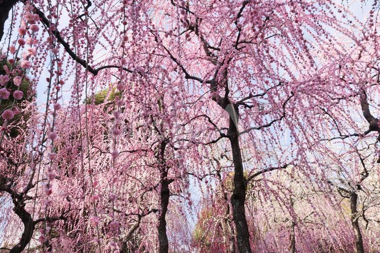 春の京都旅行のイメージ 春,旅,旅行の写真素材