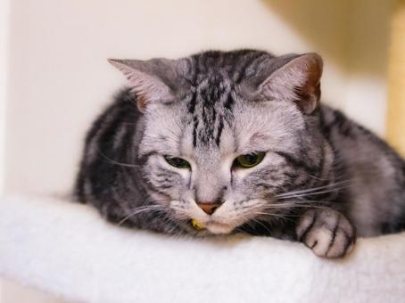 考えるアメショ 考えるアメショの写真