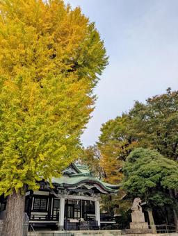 亀有香取神社の本殿と大木 神社,亀有香取神社,本殿の写真素材