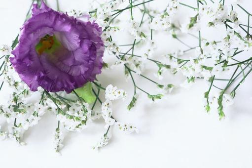 トルコキキョウの花 トルコキキョウの花 トルコキキョウ,花,植物の写真素材