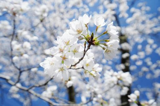 青空に映える桜の花7 青空に映える桜の花7 桜,さくら,ソメイヨシノの写真素材