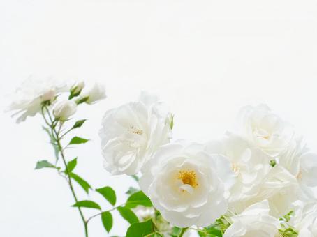 白いバラ 白い,薔薇,爽やかの写真素材