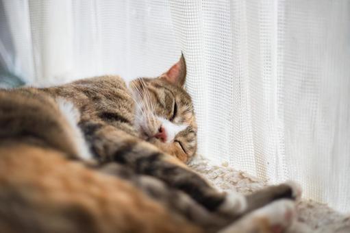眠たくて起きれない 眠たくて起きれない ねこ,動物,catの写真素材