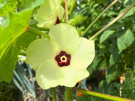 オクラの花 オクラの花 オクラ,おくら,花の写真素材