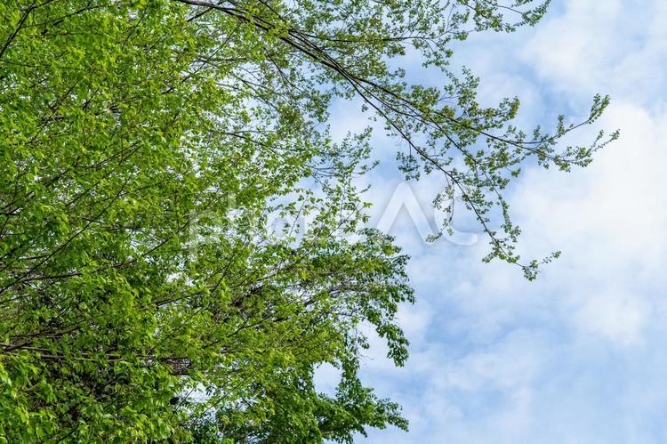 新緑の枝と空 新緑,枝,樹木の写真素材