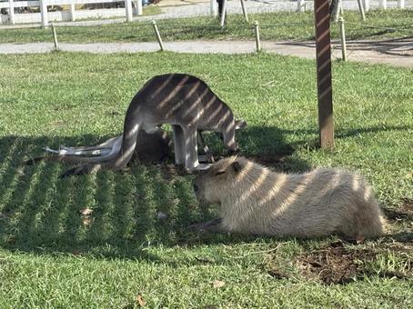 カピバラとカンガルーのひと休み カピバラとカンガルーのひと休みの写真