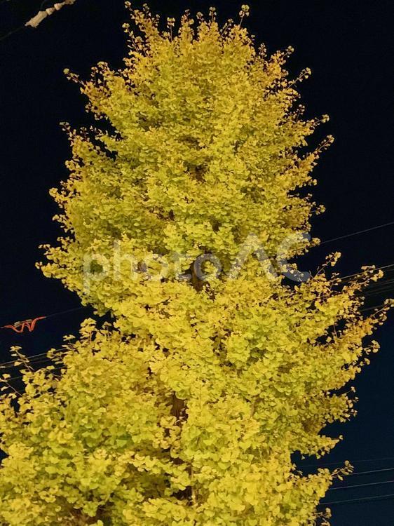 夜の紅葉　街路樹色ずく　背景壁紙　黒黄色 紅葉,黄色い,街路樹の写真素材