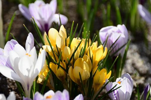 Crocus 12437, JPG