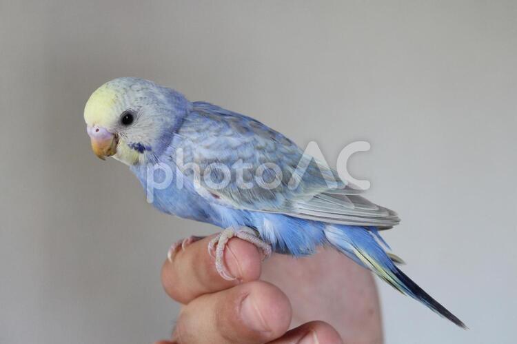 手乗りセキセイインコ かわいい,ひな鳥,インコの写真素材