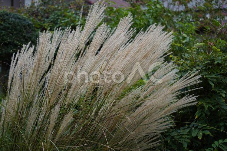 ススキの箒 ススキ,薄,芒の写真素材