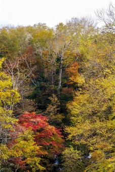 滝見橋の紅葉 滝見橋の紅葉の写真
