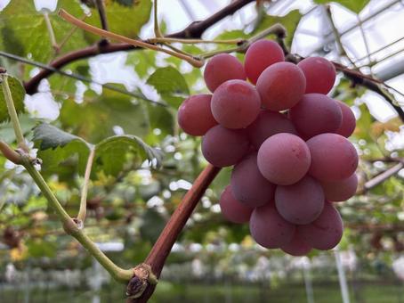 ぶどう狩り01 ぶどう,ぶどう狩り,フルーツの写真素材