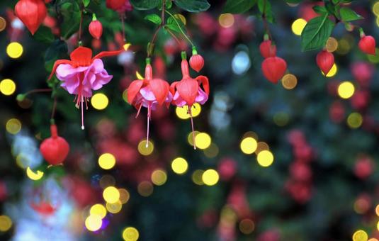 ピンクのフクシアの花とイルミ玉ボケ背景 ピンクのフクシアの花とイルミ玉ボケ背景の写真