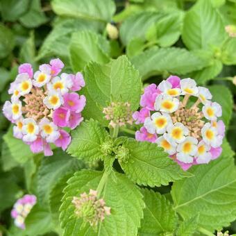 花★ランタナ ランタナ,ピンク,フラワーの写真素材