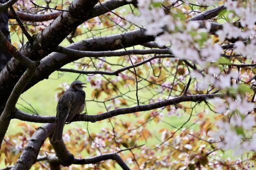 桜 函館,観光地,桜の写真素材