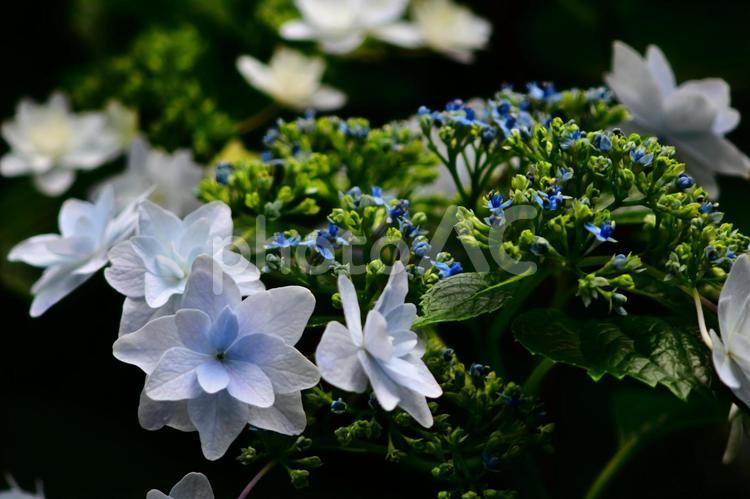 ガクアジサイ　額紫陽花　白系　暗め アジサイ,軒先,6月の写真素材