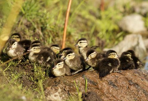 Photo, creatures, animal, birds, 