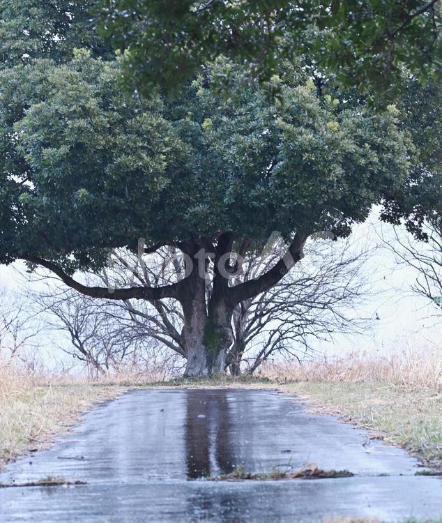 公園の木と道 雨,木の葉,散歩の写真素材