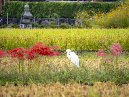 彼岸花咲く田んぼに佇む白鷺 彼岸花咲く田んぼに佇む白鷺の写真