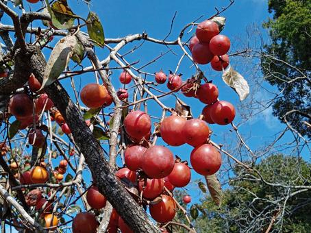 柿 柿,カキ,渋柿の写真素材