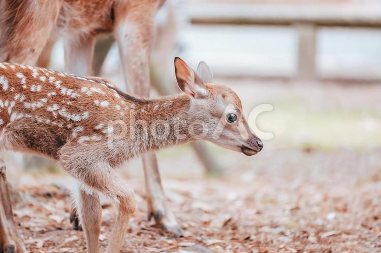 エサの匂いがします 鹿,動物,シカの写真素材