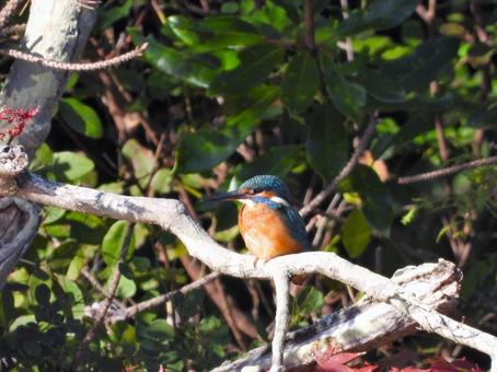 モミジの枝にとまったカワセミ2 カワセミ,鳥,鳥類の写真素材