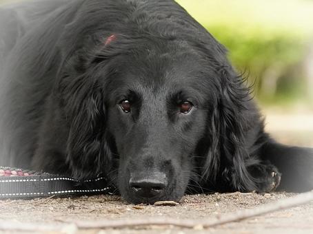 Photo, dog, flat-coated retriever, face, 
