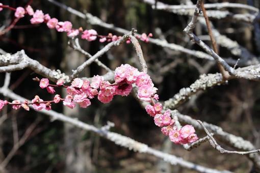 ピンクの花 ピンクの花の写真