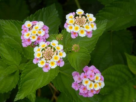 【花の写真】ランタナ(七変化) 【花の写真】ランタナ(七変化)の写真