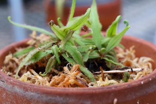 温室のモウセンゴケ 温室のモウセンゴケ モウセンゴケ,食虫植物,植物の写真素材