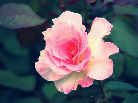 ピンクバラ ピンクバラの写真
