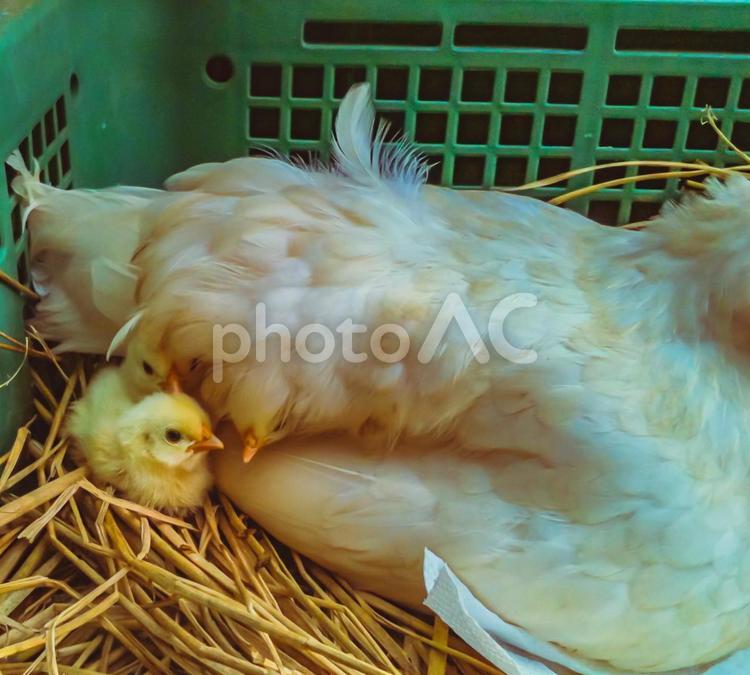 親の羽に隠れて遊ぶひよこ にわとり,生き物,ひよこの写真素材