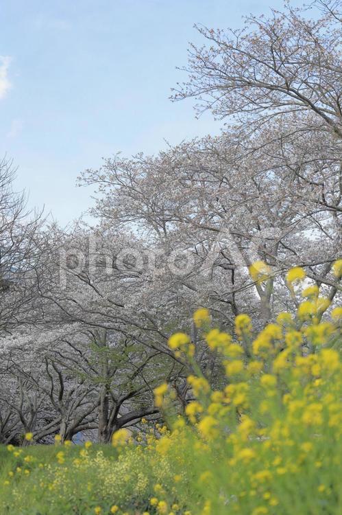 菜の花と満開の桜並木2 桜,菜の花,さくらの写真素材