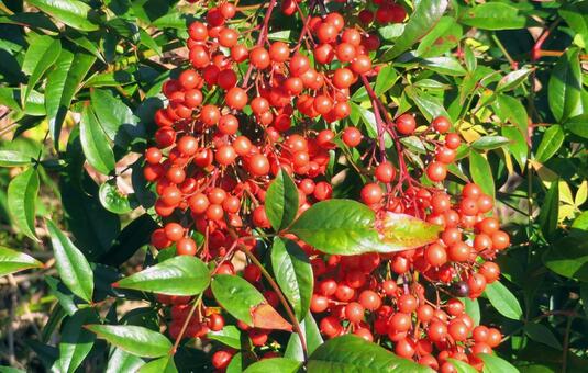 南天の赤い実 南天,赤い実,花木の写真素材