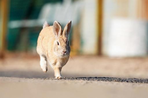 大久野島の兎 大久野島の兎 大久野島,野生動物,うさぎの写真素材